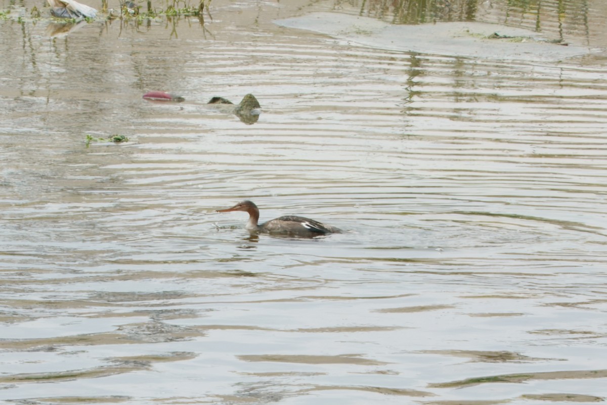 Red-breasted Merganser - ML642249230