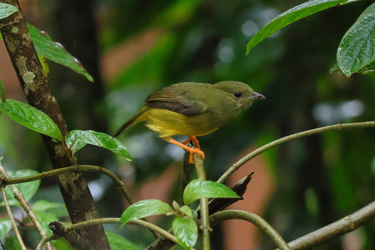White-collared Manakin - ML642249242