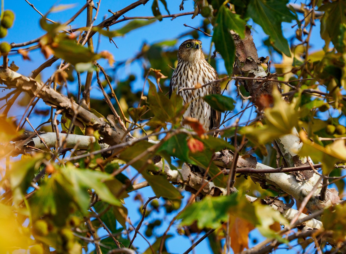 Cooper's Hawk - ML642249245