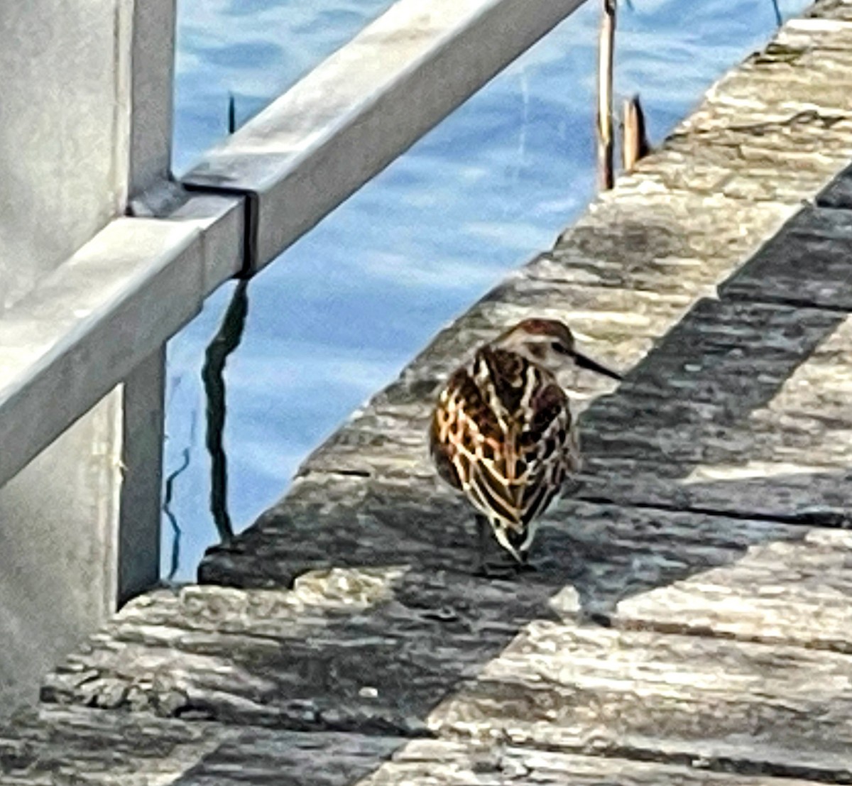 pygmésnipe - ML642249251