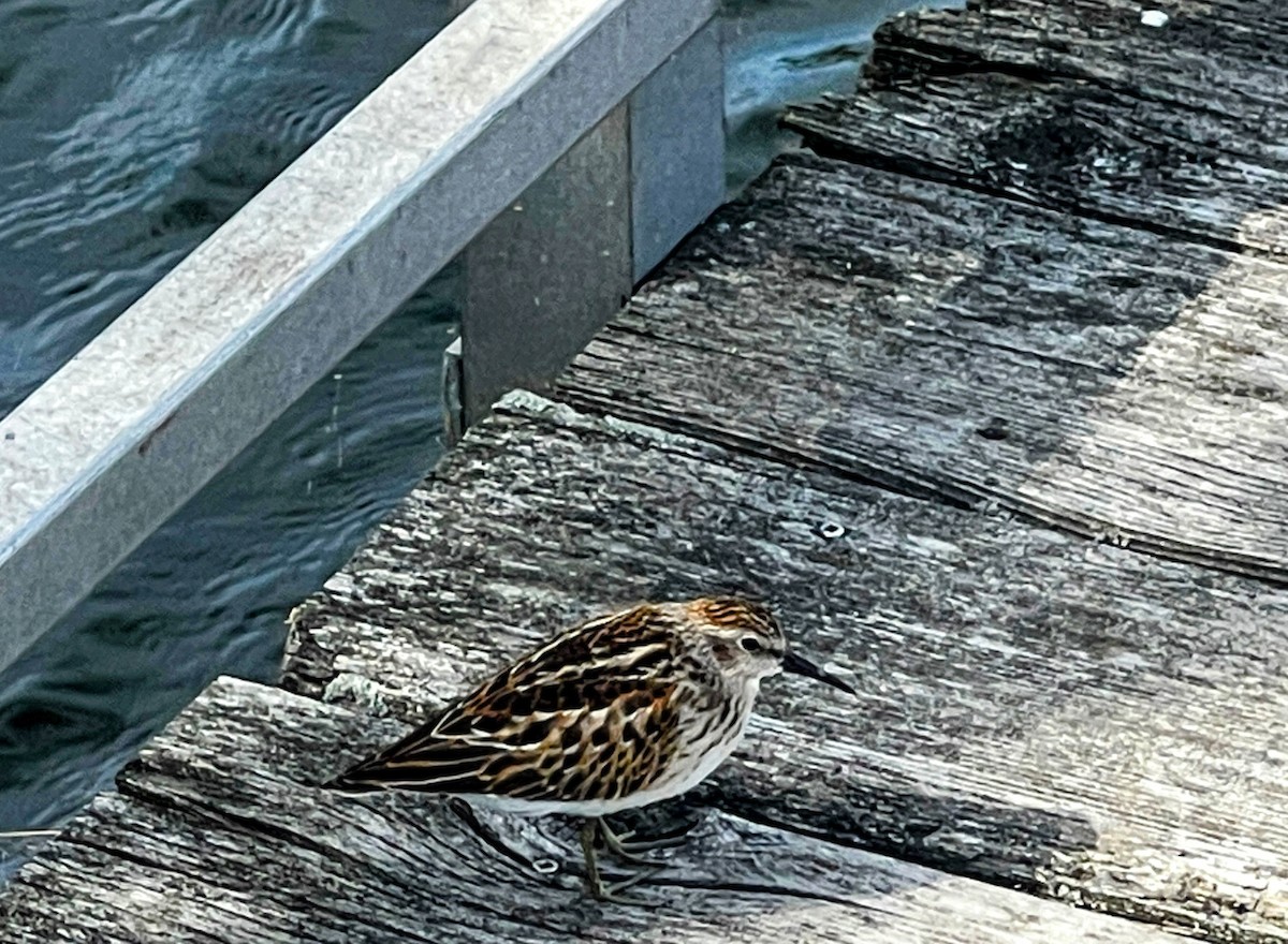 pygmésnipe - ML642249252