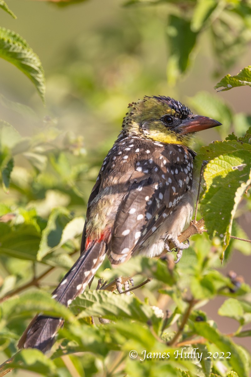 Yellow-breasted Barbet - ML642249255