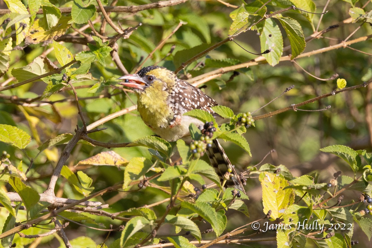 Yellow-breasted Barbet - ML642249261