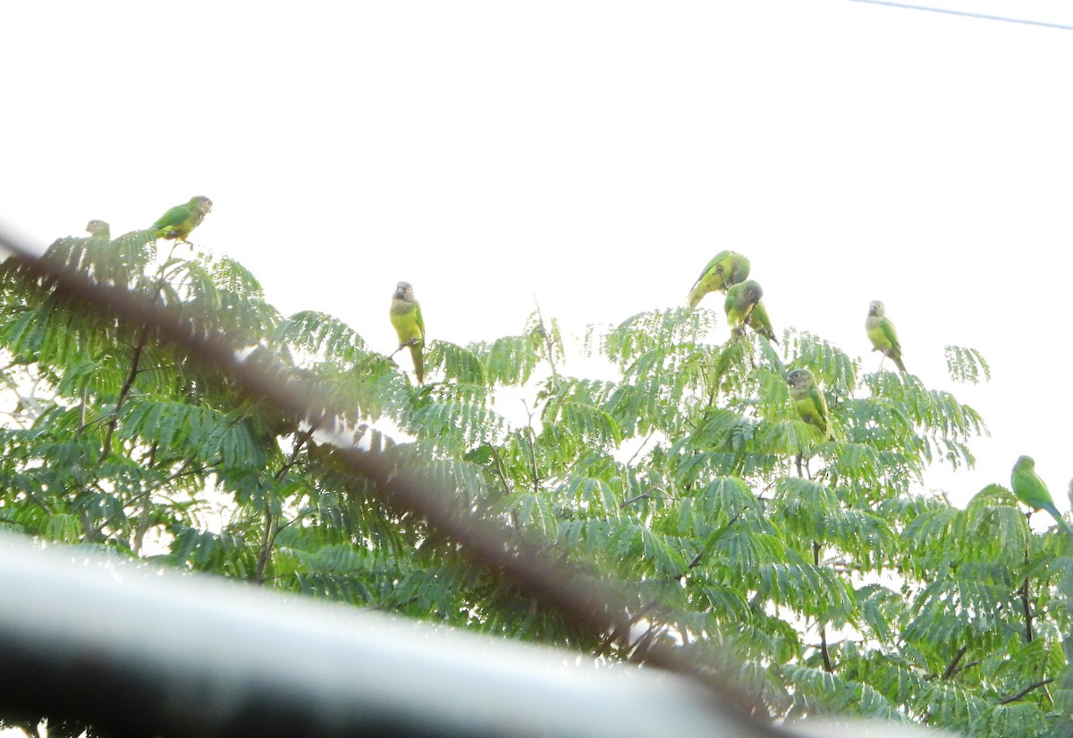 Brown-throated Parakeet - ML642249292