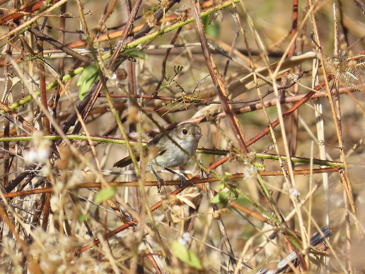Tyranneau à calotte fauve - ML642249310