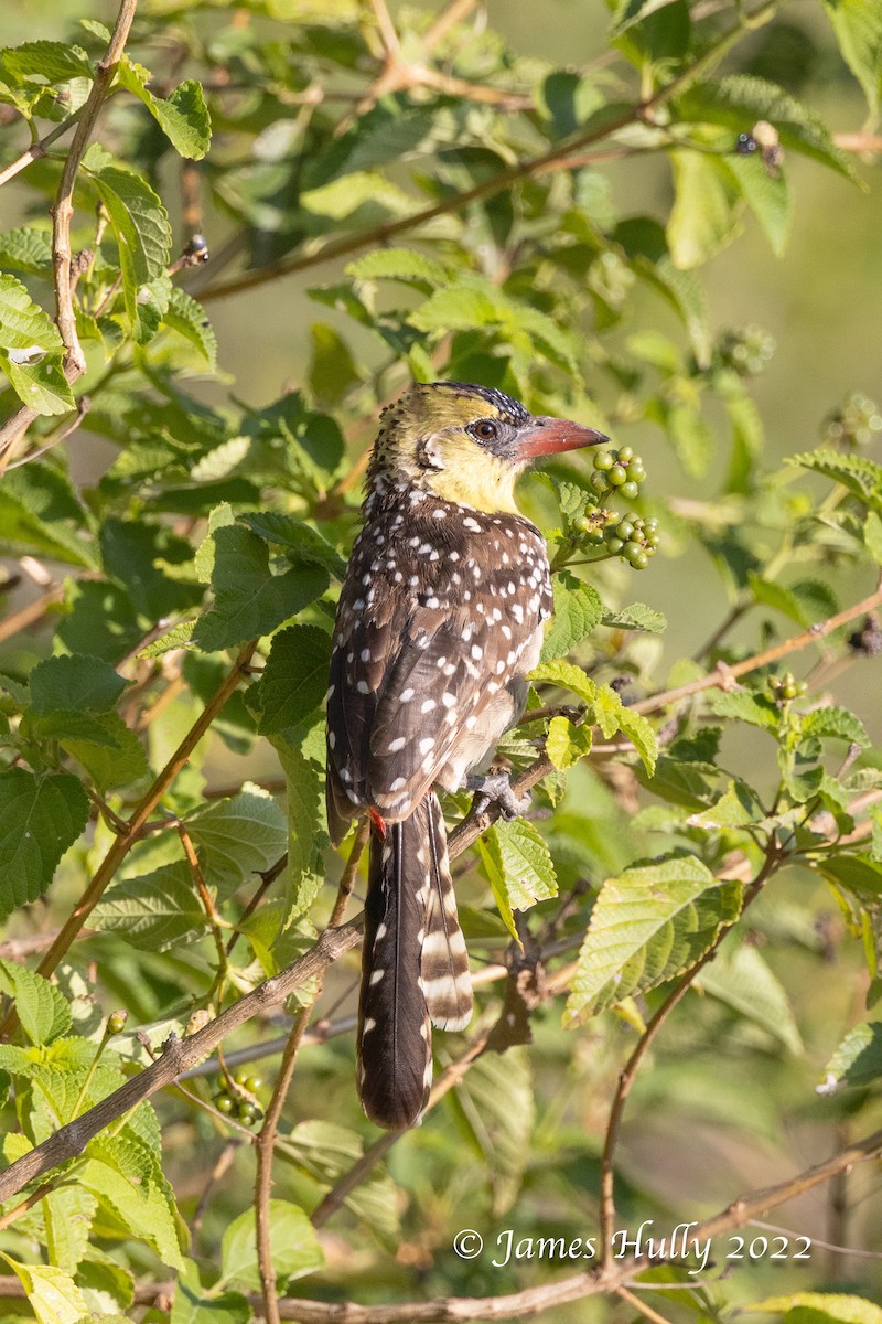 Yellow-breasted Barbet - ML642249314