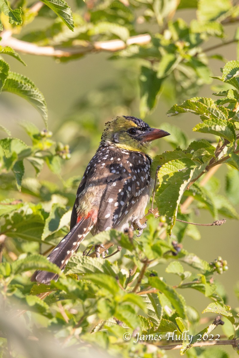 Yellow-breasted Barbet - ML642249318
