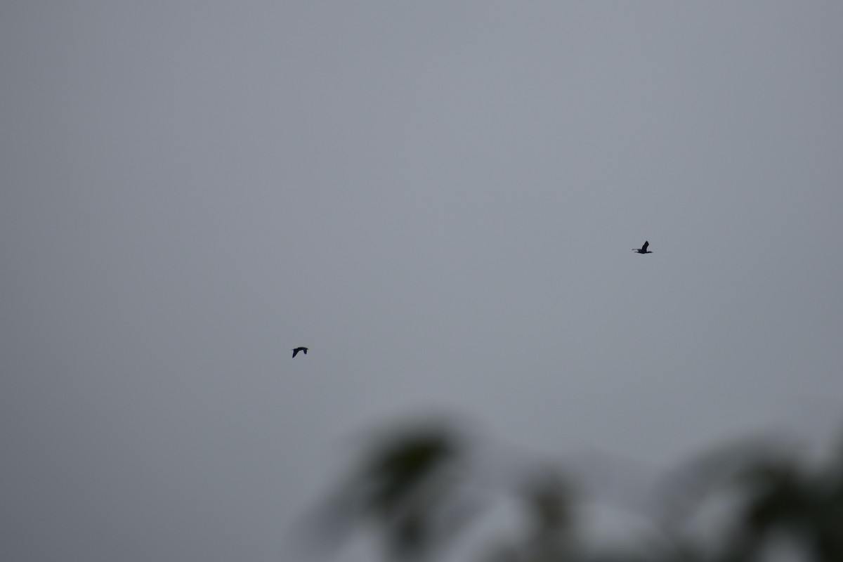 Cormoran à aigrettes - ML642249319