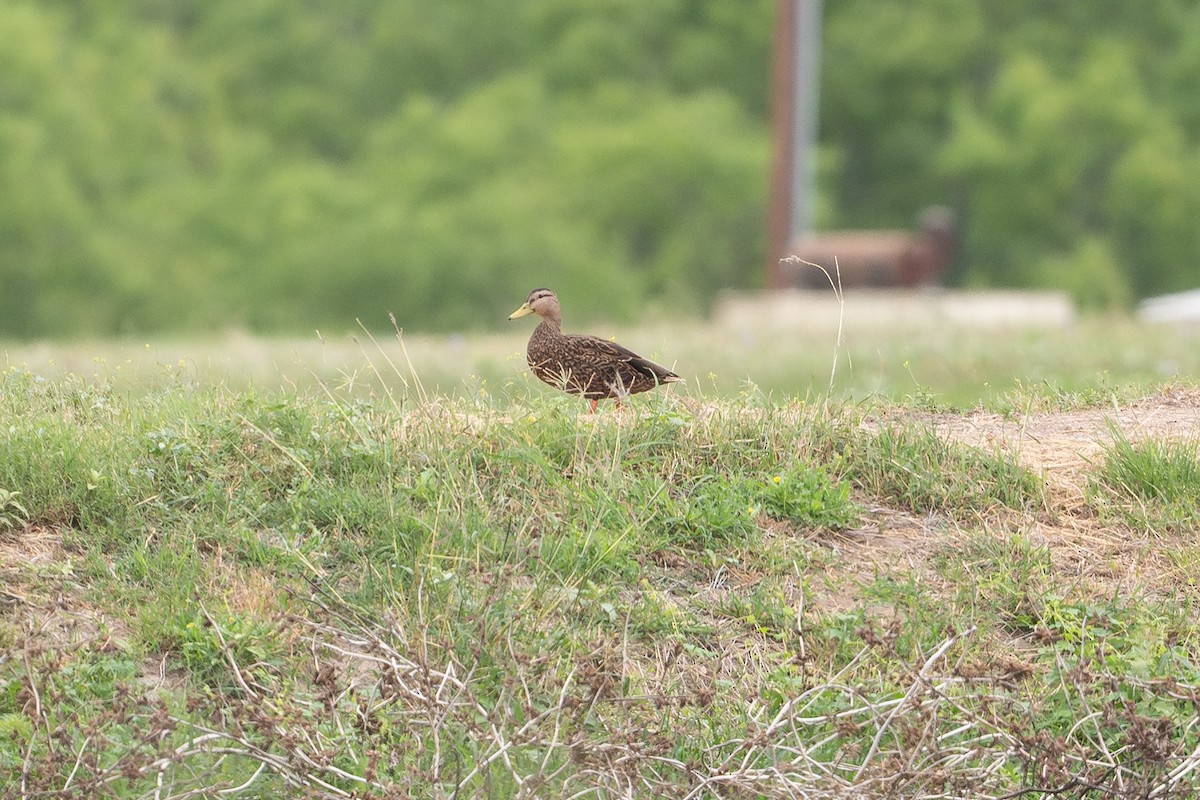 Mexican Duck - ML642249327