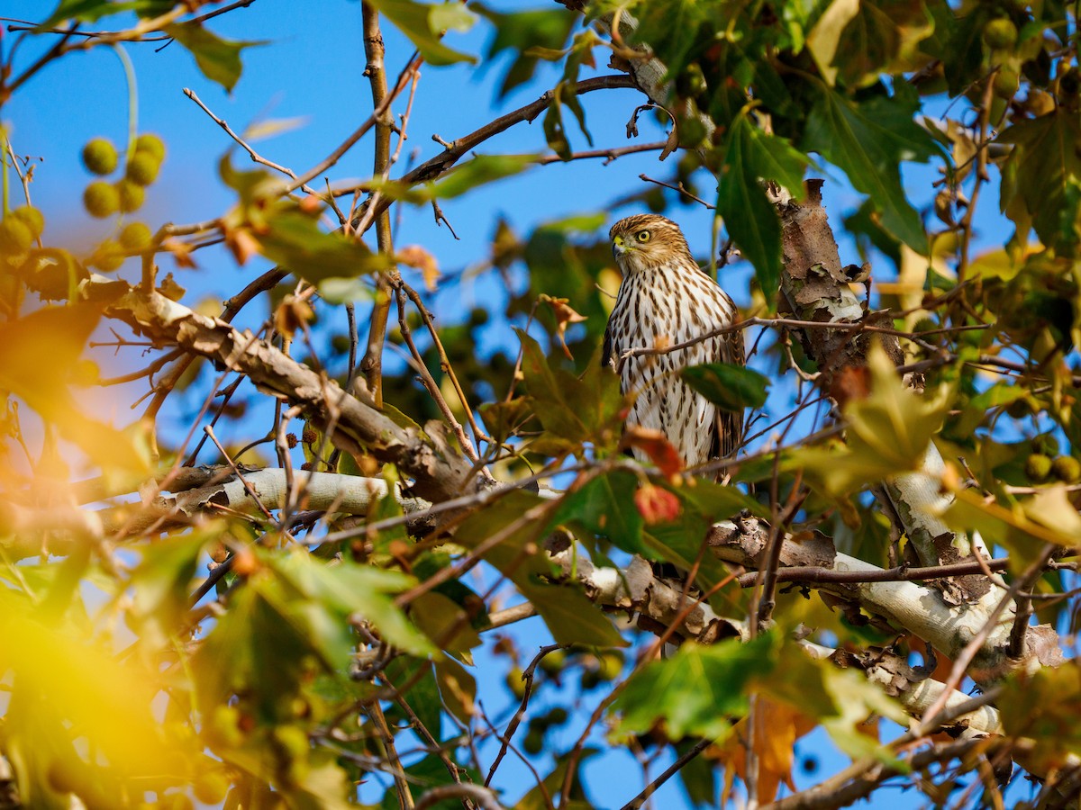 Cooper's Hawk - ML642249342
