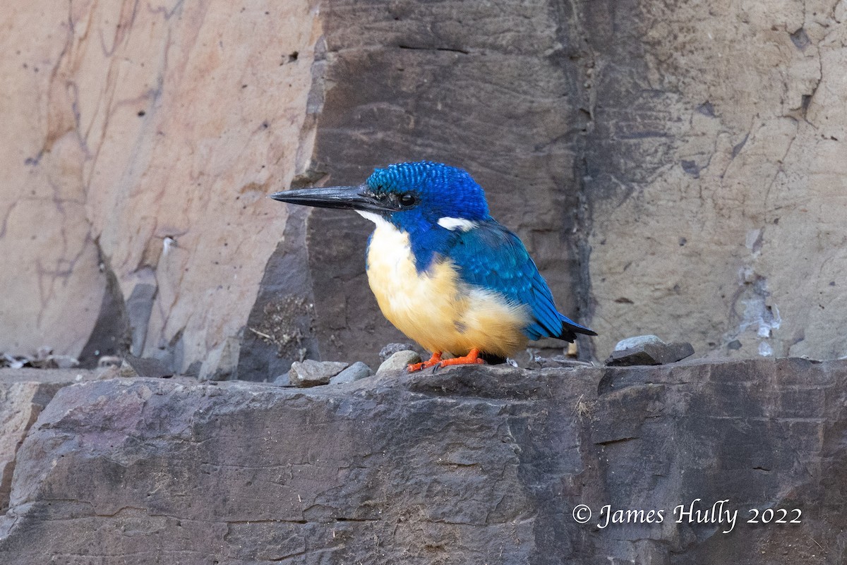 Half-collared Kingfisher - ML642249345