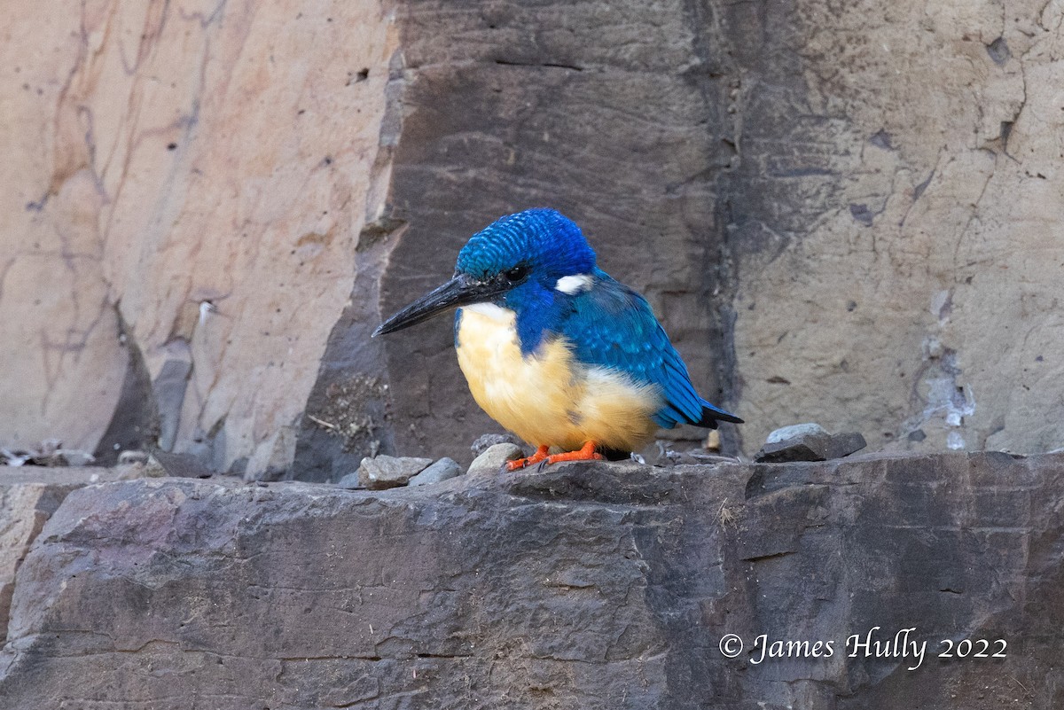 Half-collared Kingfisher - ML642249350