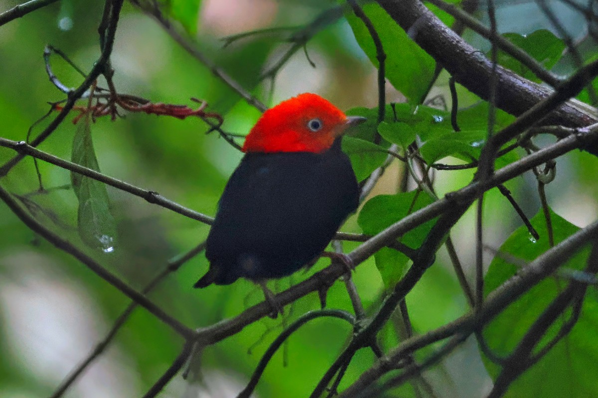Red-capped Manakin - ML642249352