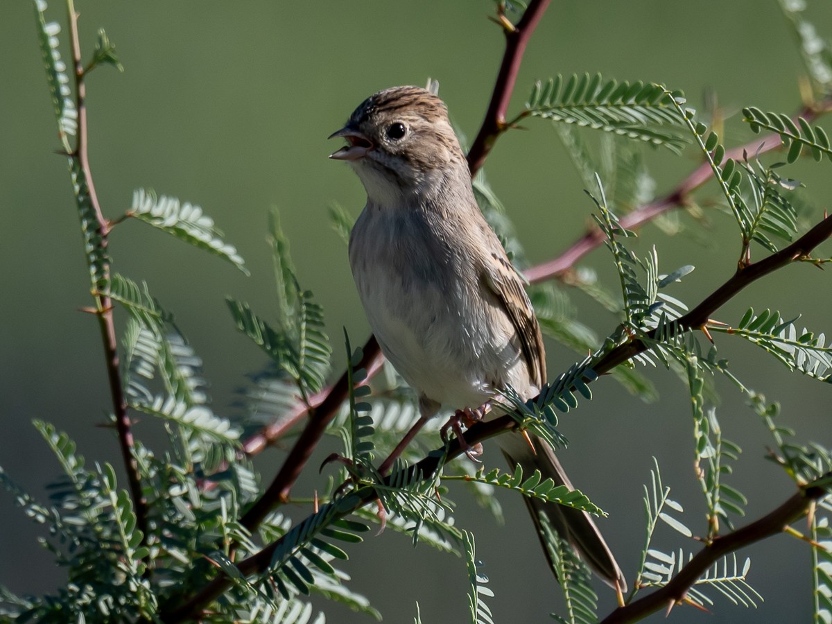 Brewer's Sparrow - ML642249356