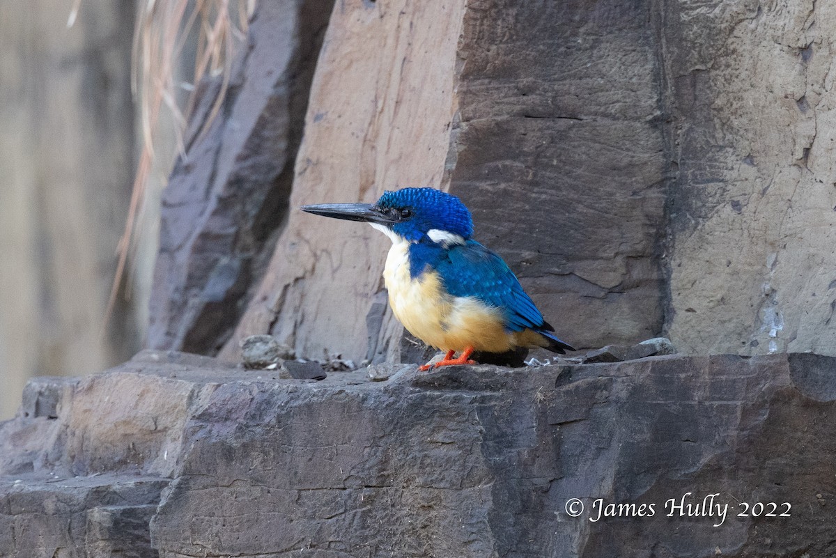 Half-collared Kingfisher - ML642249358