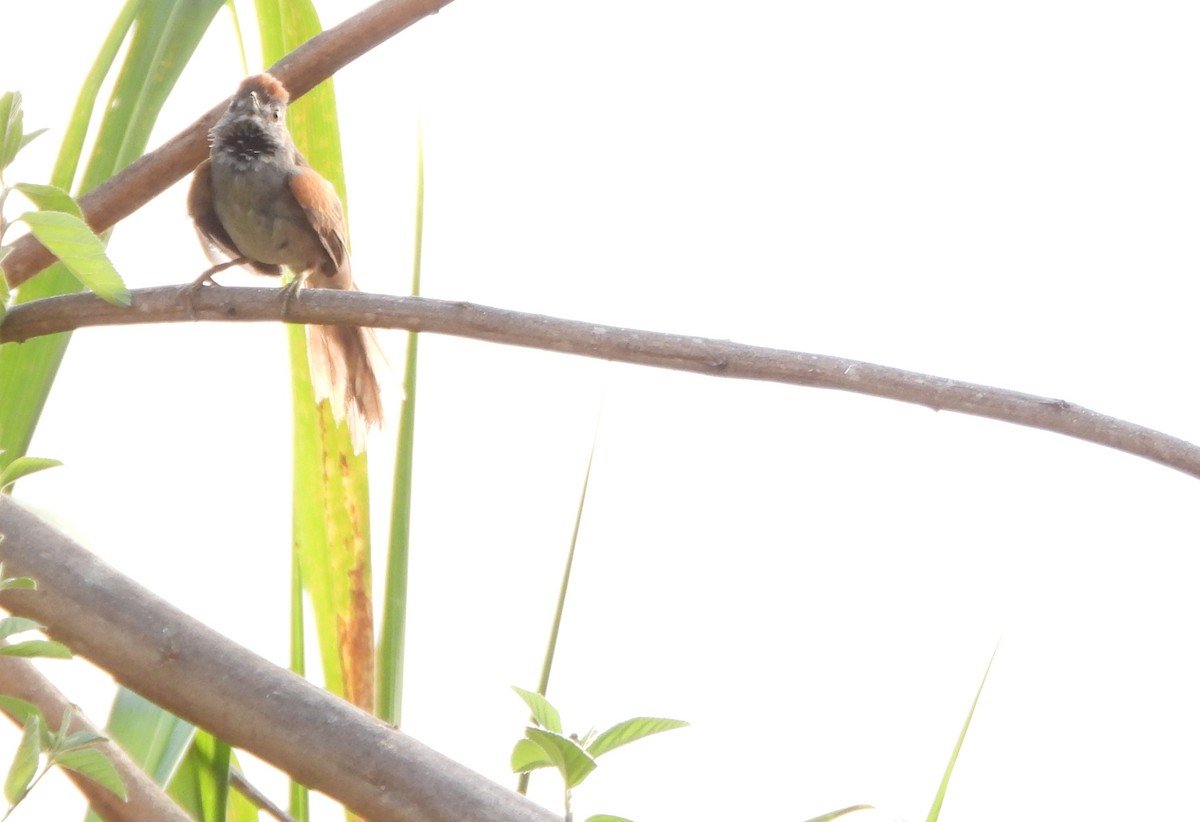 Pale-breasted Spinetail - ML642249385