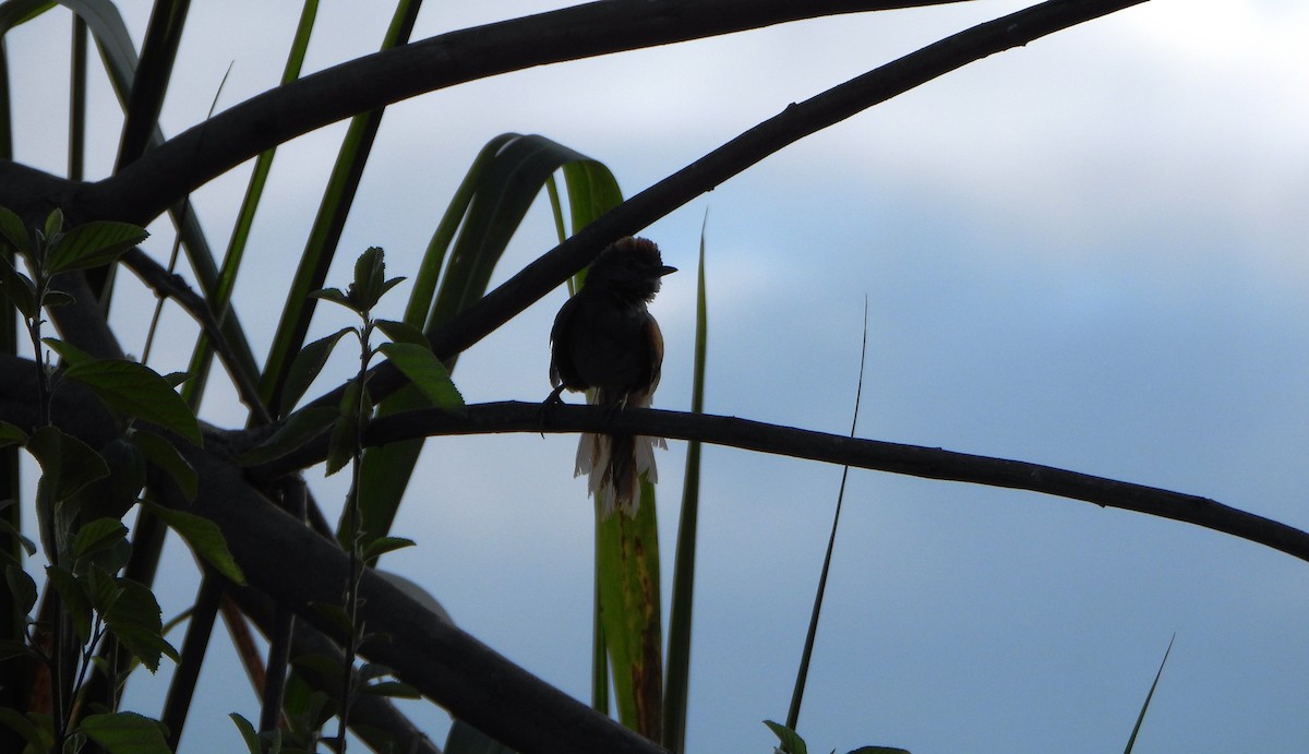 Pale-breasted Spinetail - ML642249386