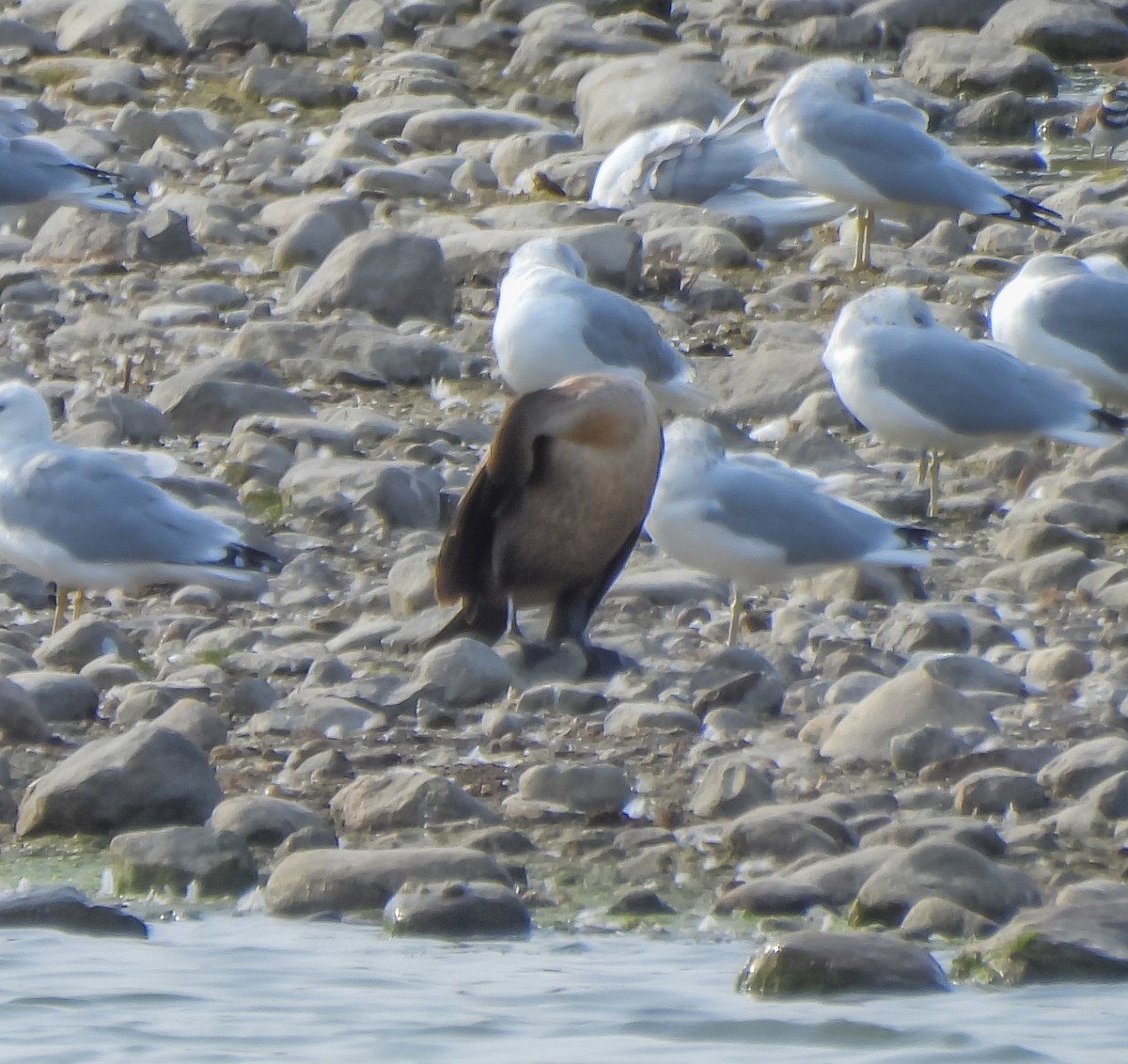 Cormoran à aigrettes - ML642249391