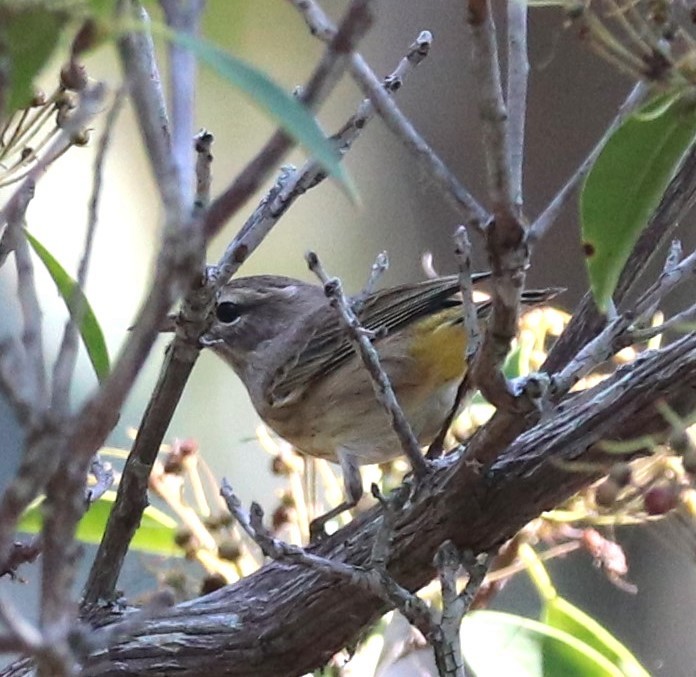 Palm Warbler (Western) - ML642249394