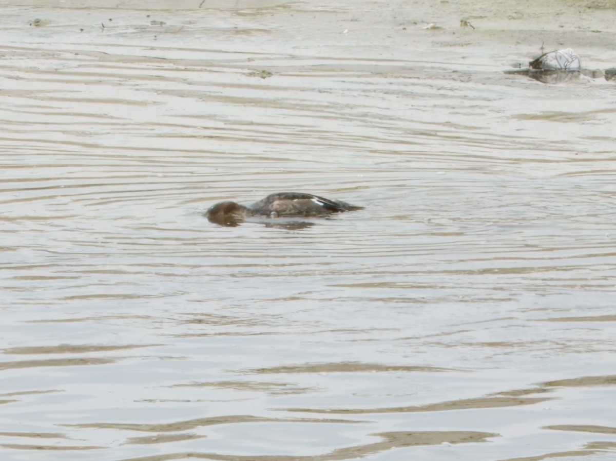 Red-breasted Merganser - ML642249410