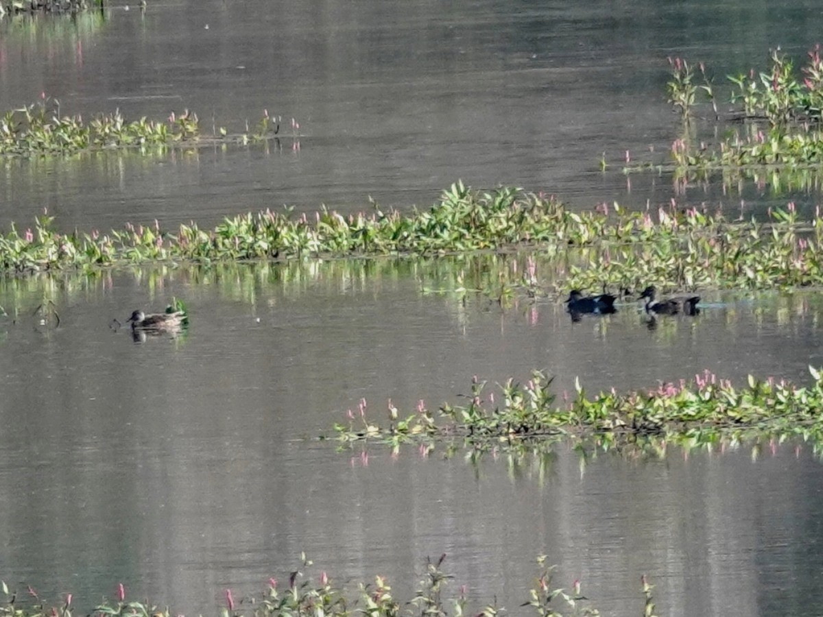 Gadwall - ML642249414