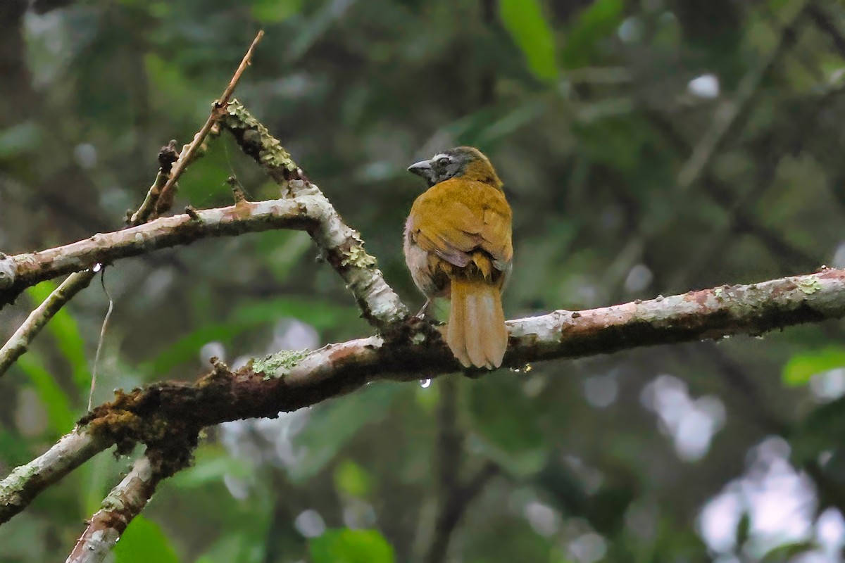 Buff-throated Saltator - ML642249428
