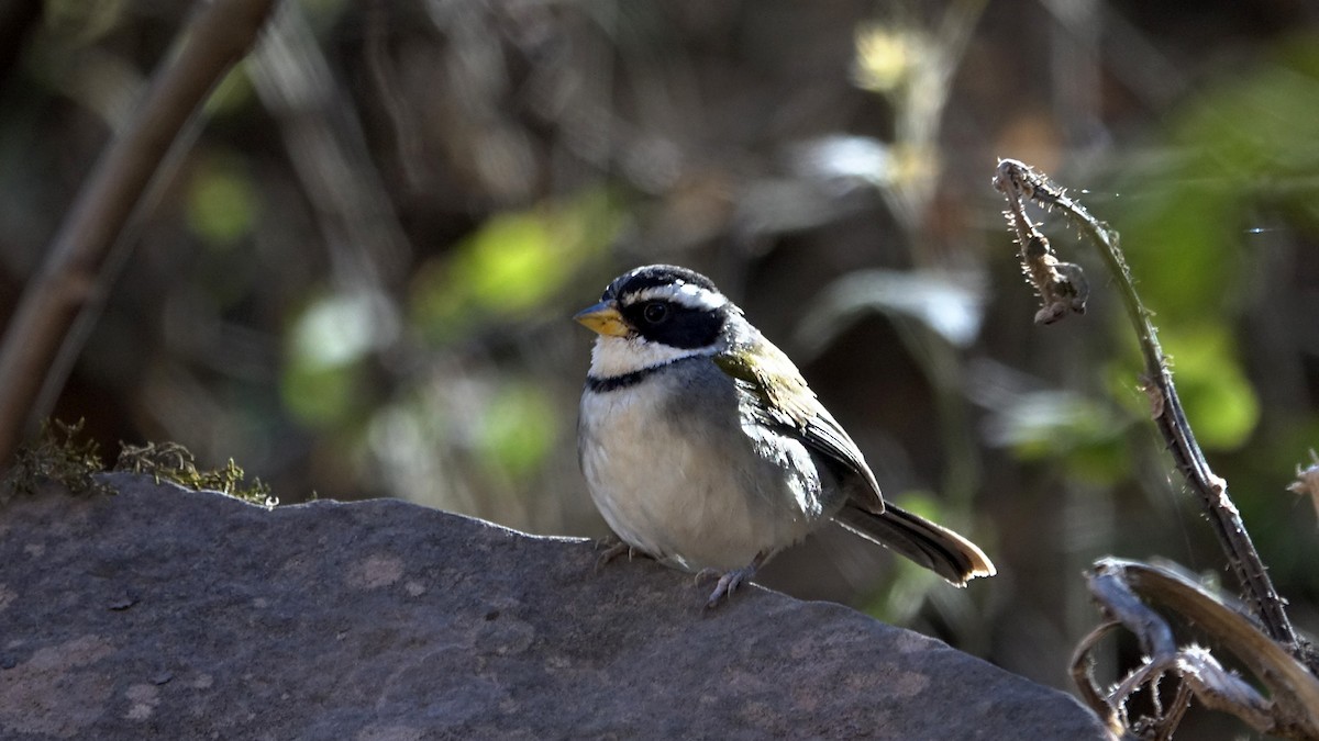 Moss-backed Sparrow - ML642249475