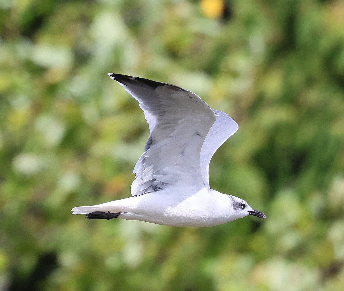 Laughing Gull - ML642249492