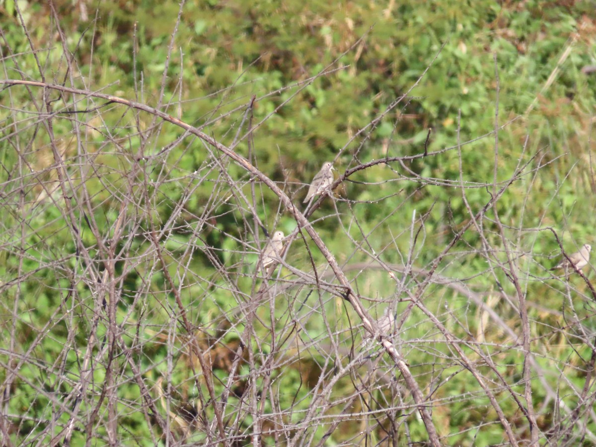 Plain-breasted Ground Dove - ML642249499