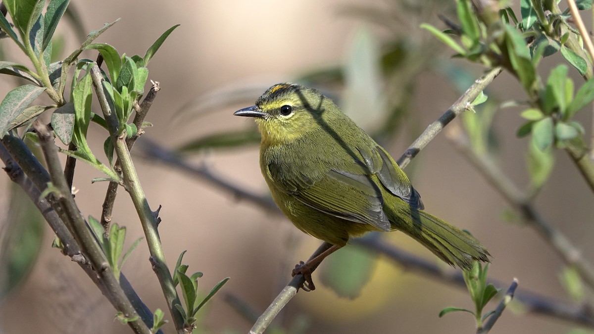 Two-banded Warbler - ML642249503