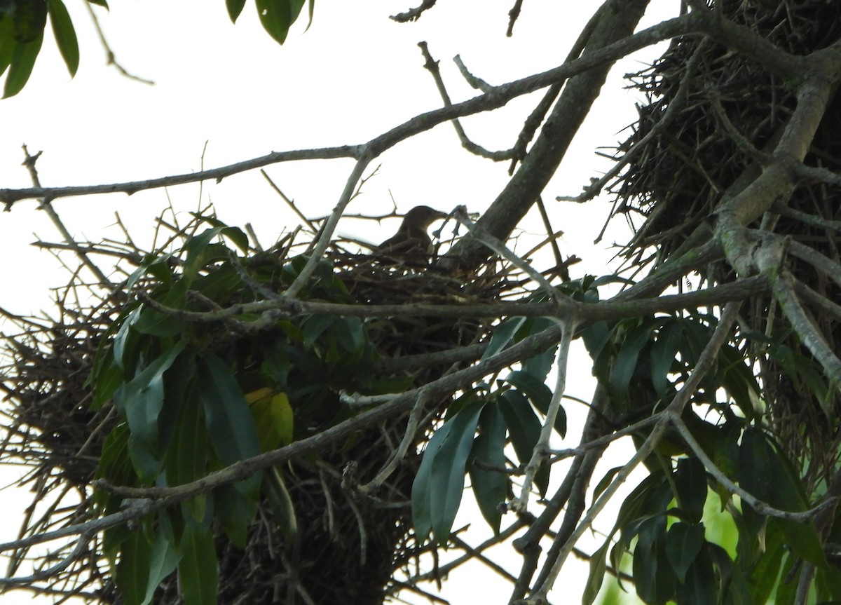 Plain Thornbird - ML642249519
