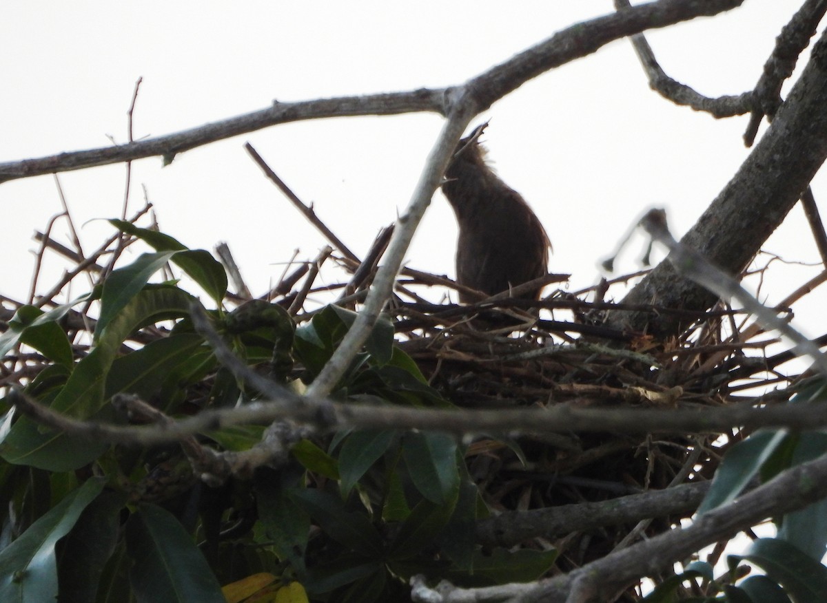 Plain Thornbird - ML642249521