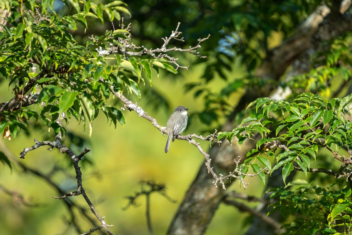 Eastern Phoebe - ML642249522