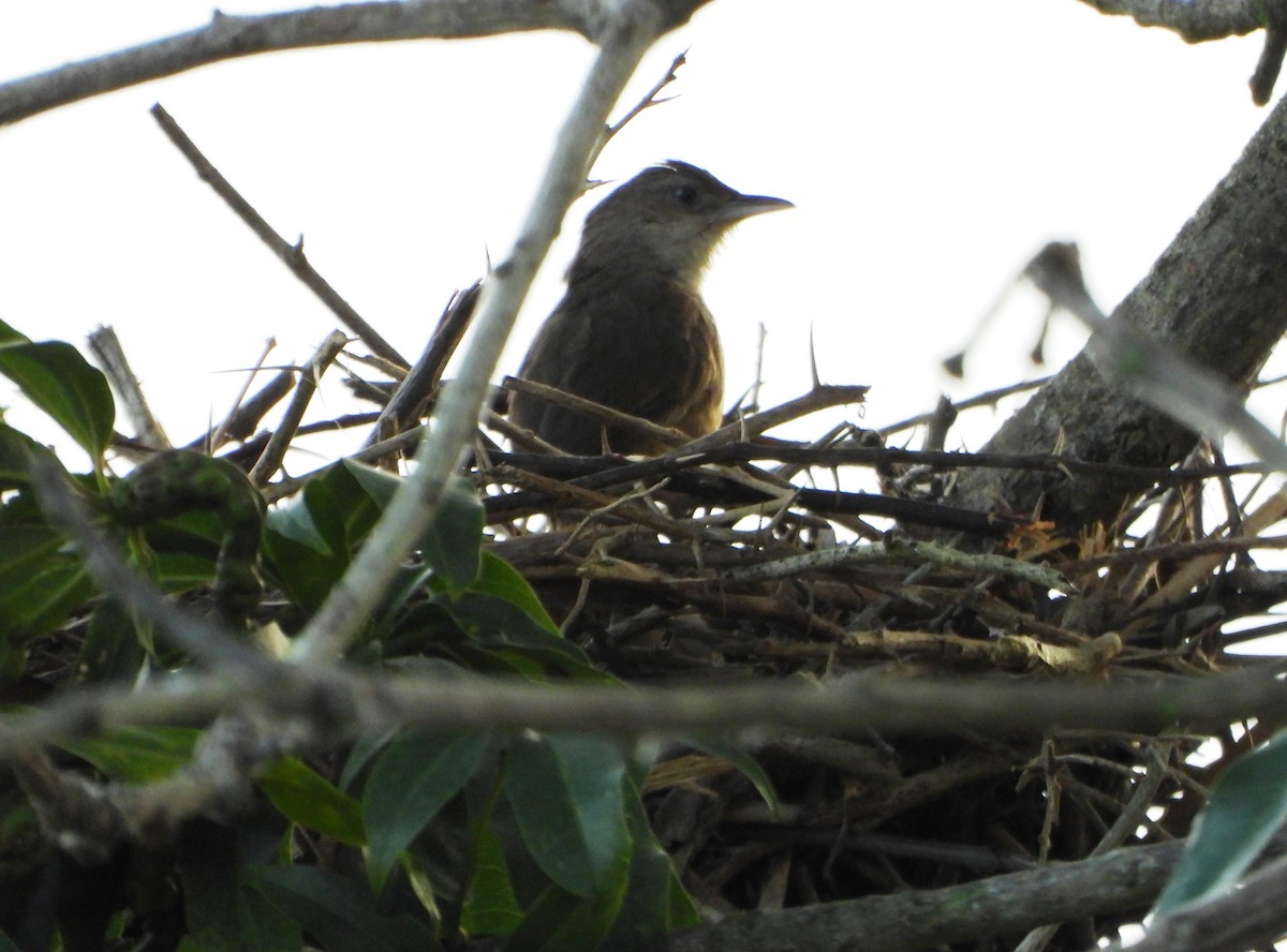 Plain Thornbird - ML642249523