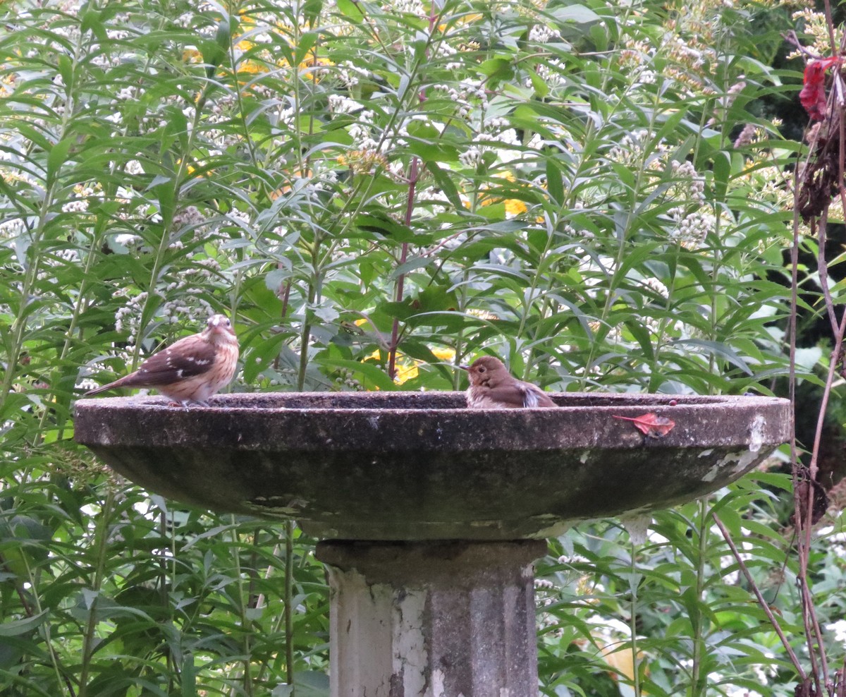 Swainson's Thrush - ML642249562