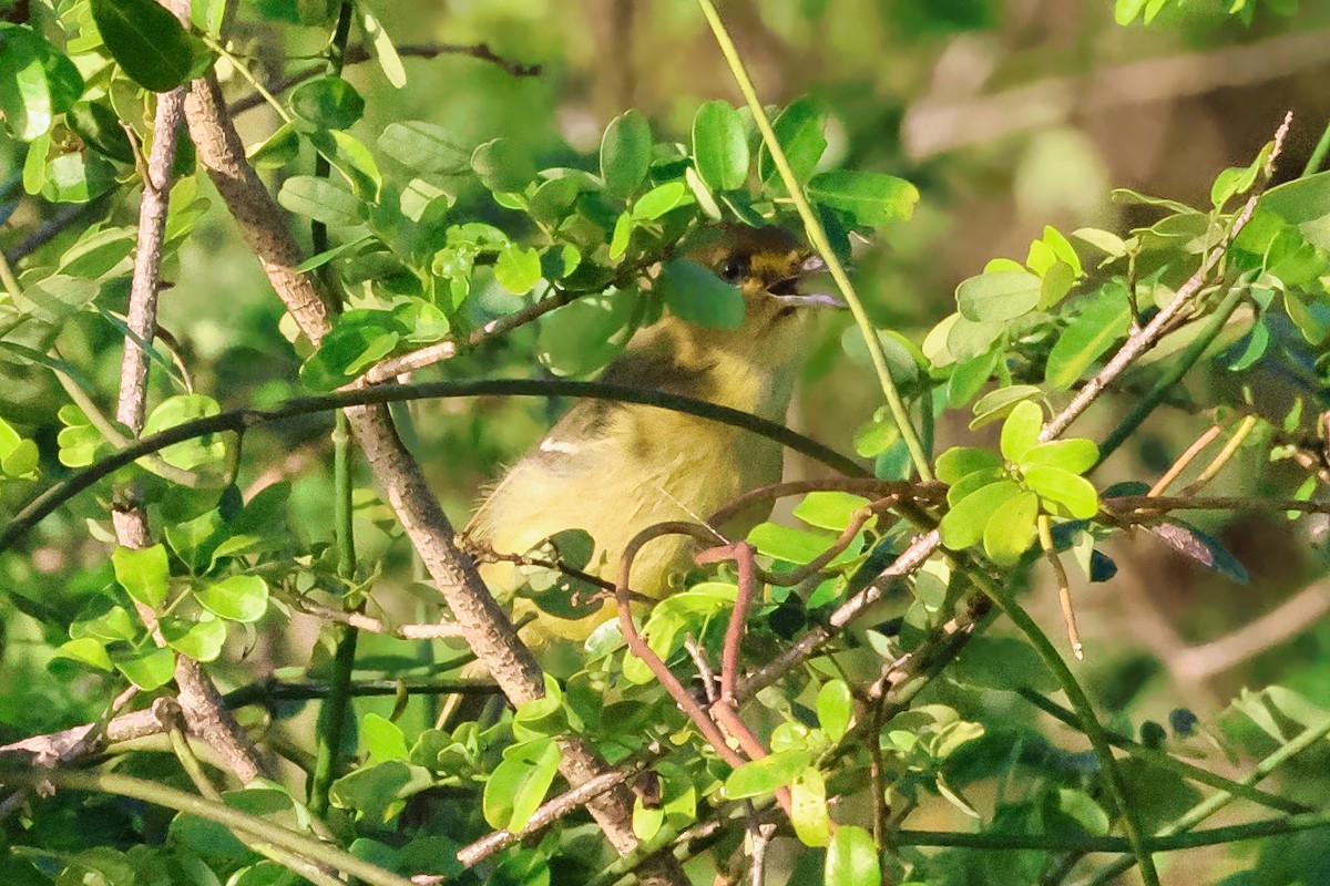 Mangrove Vireo - ML642249576