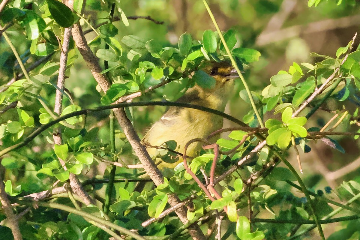 Mangrove Vireo - ML642249577