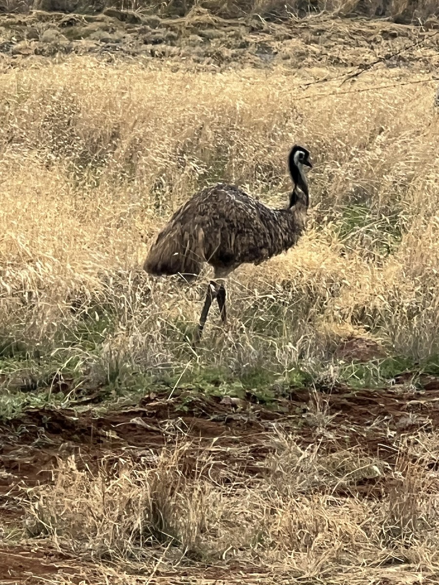 Emu - ML642249584