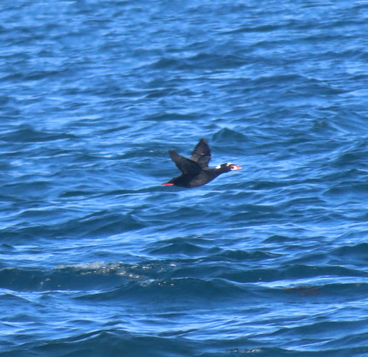 Surf Scoter - ML642249589
