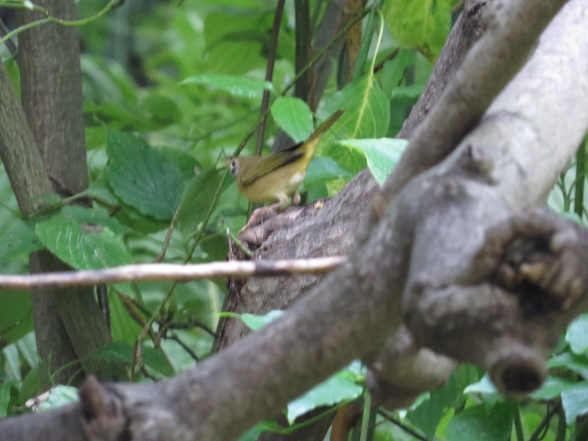Common Yellowthroat - ML642249605