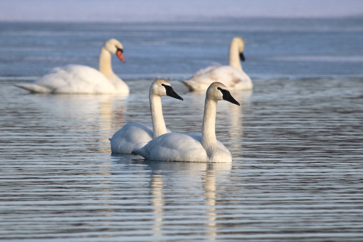 Trumpeter Swan - ML642249611