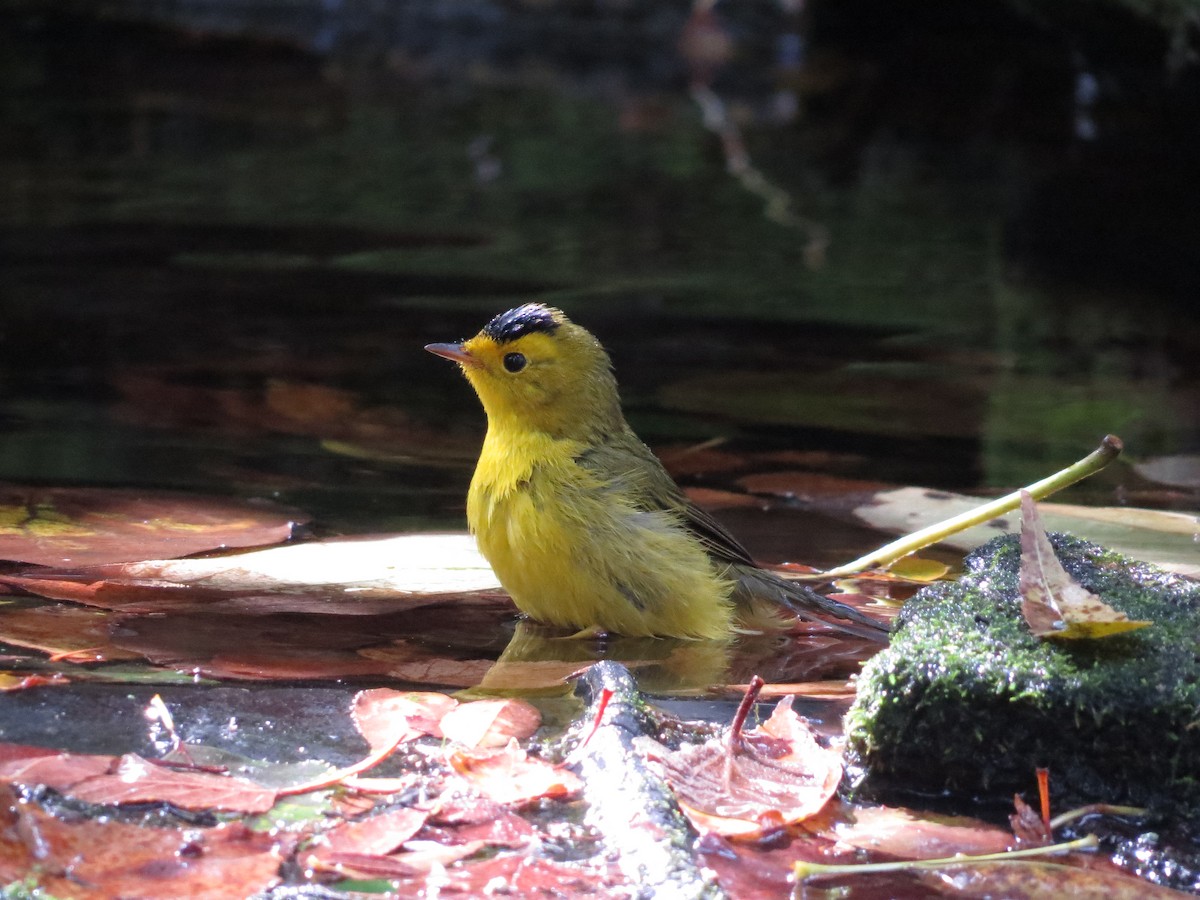 Wilson's Warbler - ML642249619