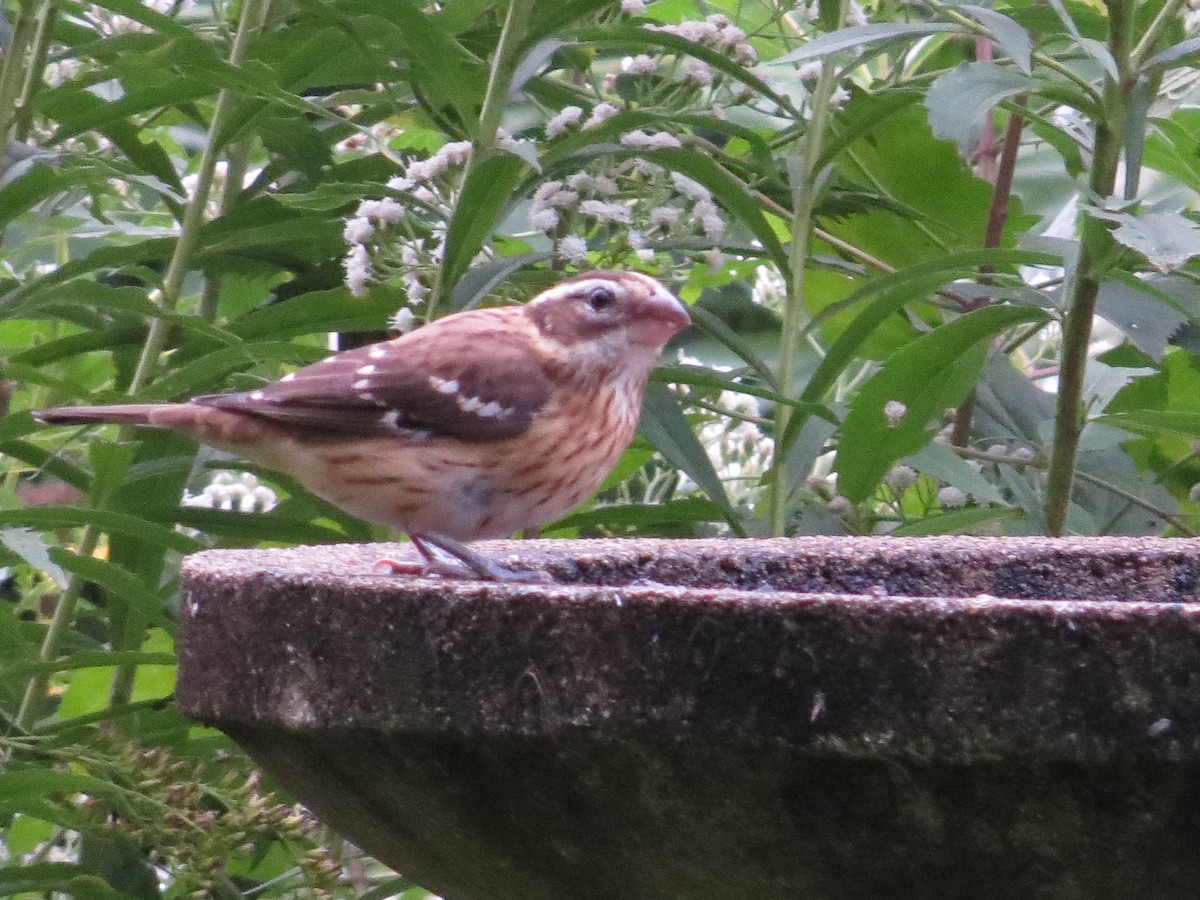 Rose-breasted Grosbeak - ML642249633