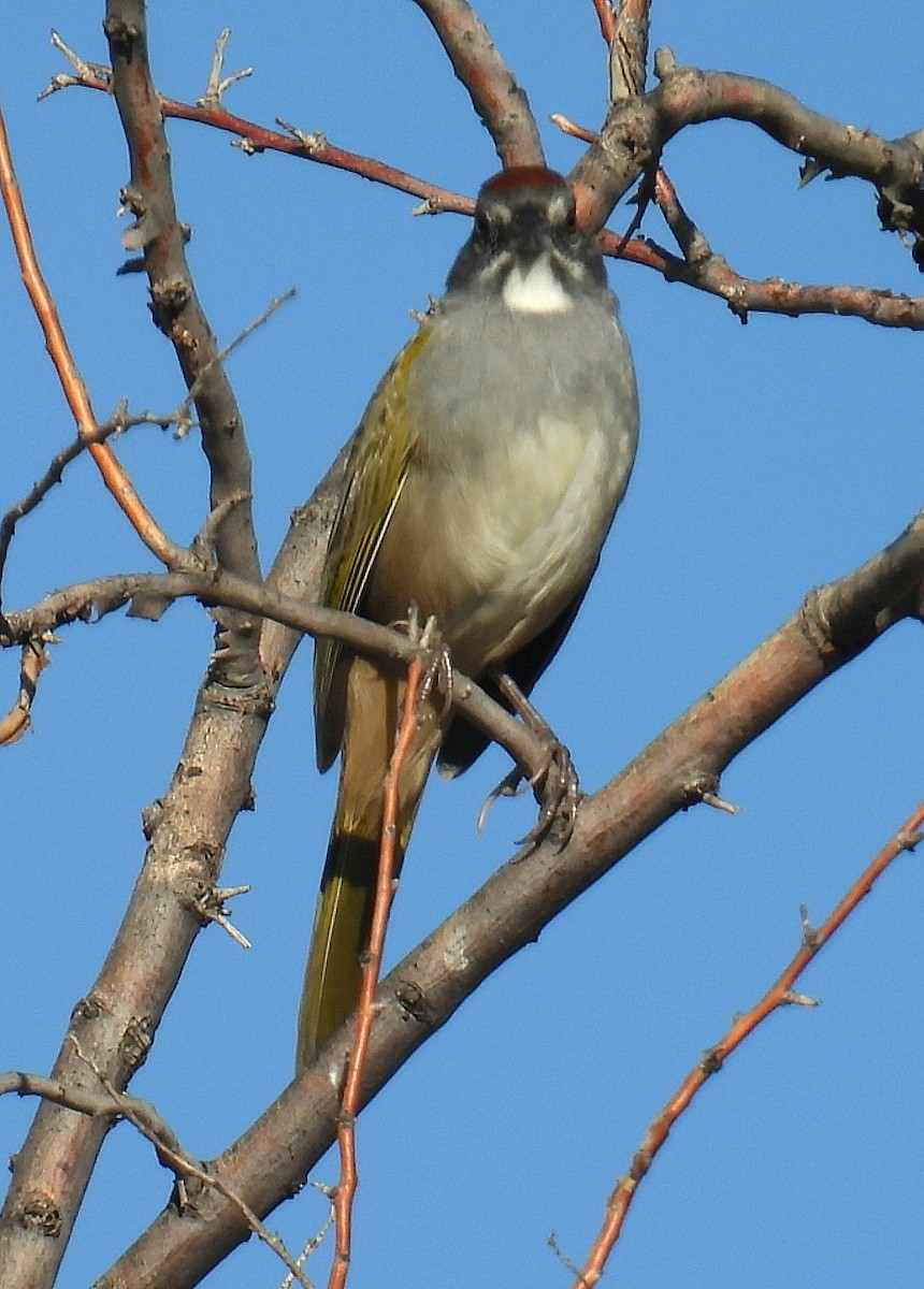 Toquí Coliverde - ML642249652