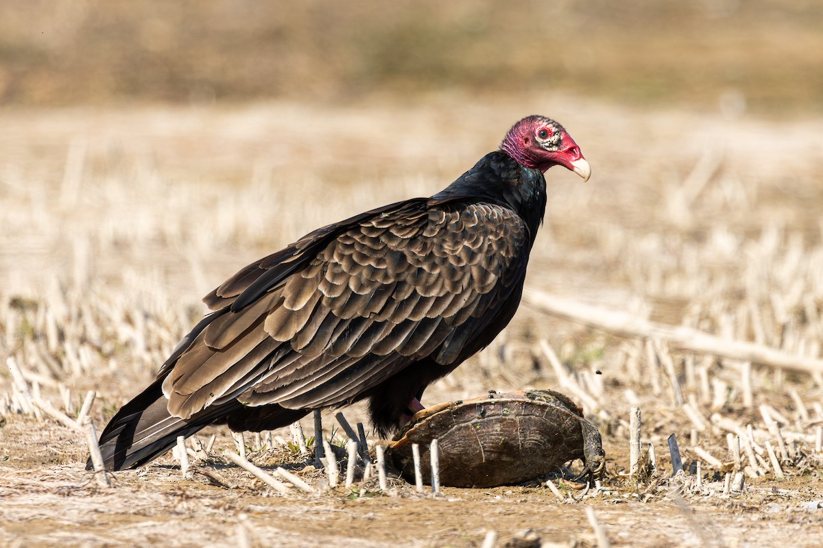 Aura Gallipavo - ML642249665