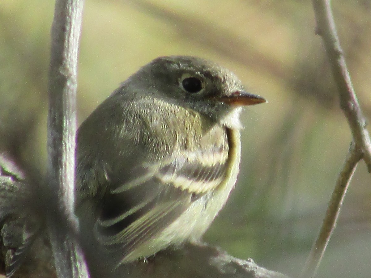 Hammond's Flycatcher - ML642249700