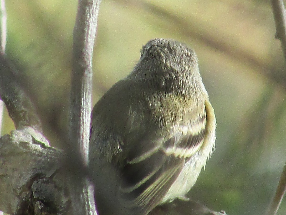 Hammond's Flycatcher - ML642249701