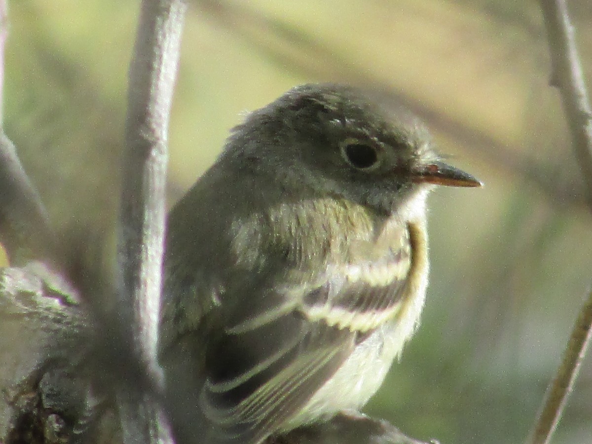Hammond's Flycatcher - ML642249702