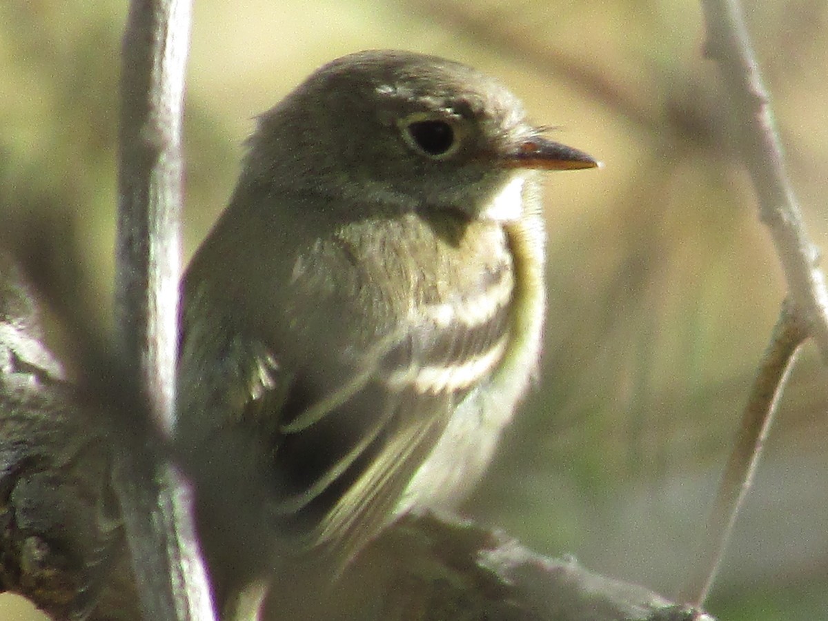 Hammond's Flycatcher - ML642249703