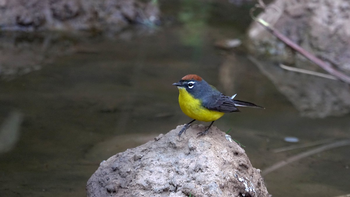 Brown-capped Redstart - ML642249716